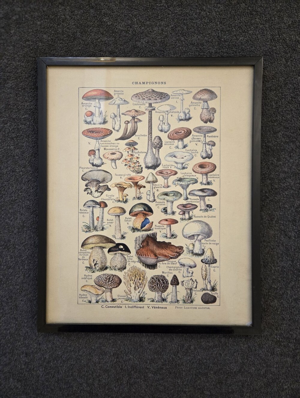 Framed Champignons Mushroom Illustration